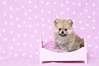 Pomeranian Puppy