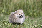 Pomeranian Puppy