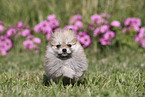 Pomeranian Puppy