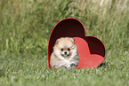 Pomeranian Puppy