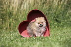 Pomeranian Puppy