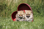 Pomeranian Puppies