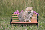 Pomeranian Puppy