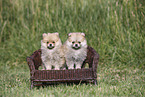 Pomeranian Puppies