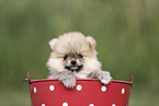 Pomeranian Puppy
