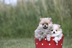 Pomeranian Puppies