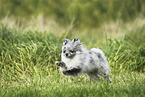 male Pomeranian