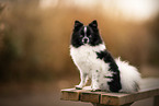 black-and-white Dwarf Spitz