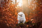 male Pomeranian