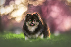 female Pomeranian