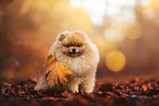 Pomeranian