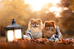 Pomeranians