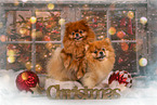 Pomeranians