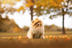 Pomeranian