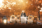 Pomeranians