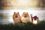 Pomeranians