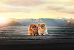 Pomeranians