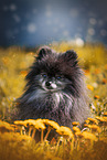 Pomeranian