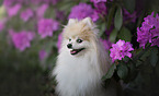 Pomeranian