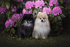 Pomeranian