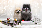 Pomeranians