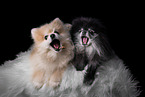 Pomeranians