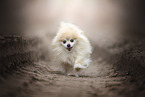 Pomeranian