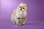 Pomeranian