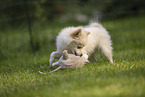 Pomeranian