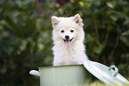 Pomeranian
