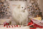 Pomeranian