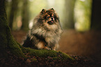 Pomeranian