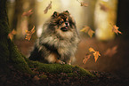 Pomeranian