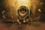 Pomeranian