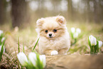 Pomeranian Puppy