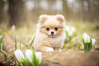 Pomeranian Puppy