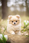 Pomeranian Puppy