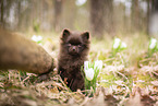 Pomeranian Puppy