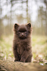 Pomeranian Puppy