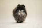 Pomeranian