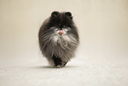 Pomeranian