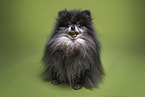 Pomeranian