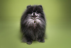 Pomeranian