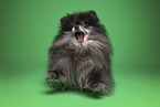Pomeranian