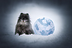 Pomeranian