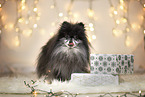 Pomeranian