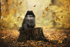 Pomeranian