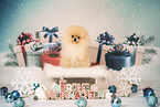Pomeranian