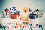 Pomeranian