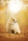 Pomeranian